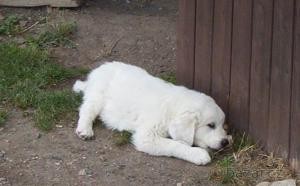 Slovensk� �uva�