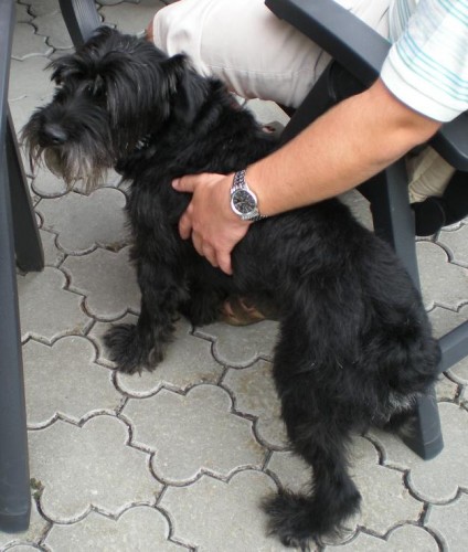 St�edn� kn�ra� kryt�