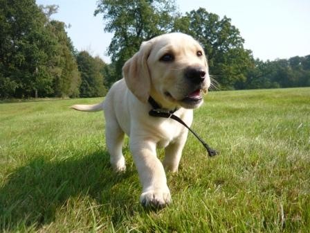 �t�n� Labradorsk�ho retrievera (PES)