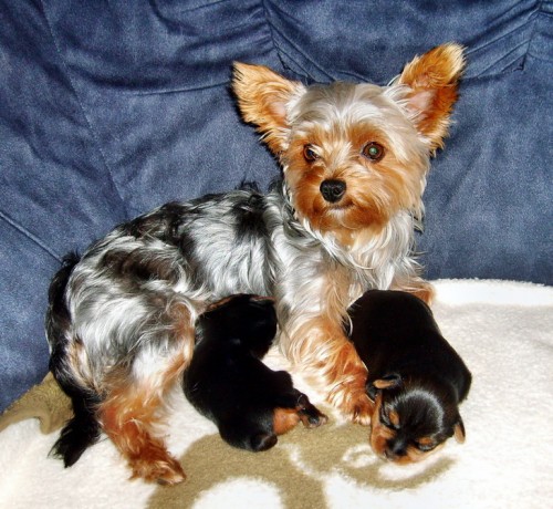 York��rsk� �t��ata 