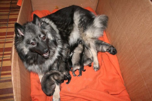 �t���tka vl�� �pic