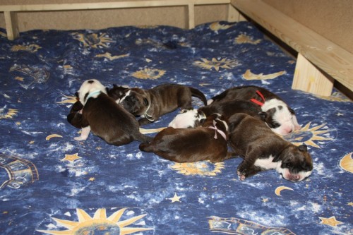 �t���tka - Am. Pitbulteri�ra