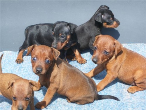 Trpasli�� pin� - �t��ata s pp