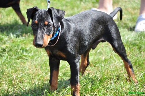 Posledn� �t��ata manchester teri�ra