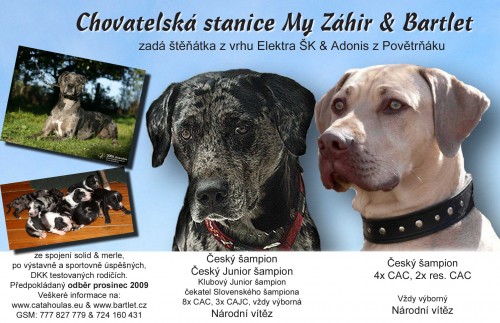 Louisiansk� leopard� pes - �t���tka