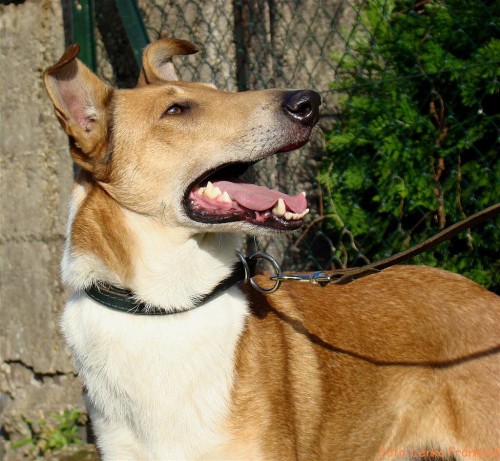 Zad�me zlat� �t���tka