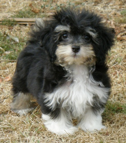 Havansk� bi�onek