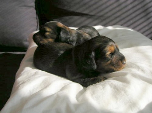 Jezev��k dlouhosrst� trpasli��-kr�li��