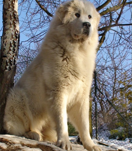 Pyrenejsk� horsk� pes - zdrav� �t��ata s PP