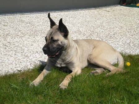 Daruji fenu kan�rsk� dogy