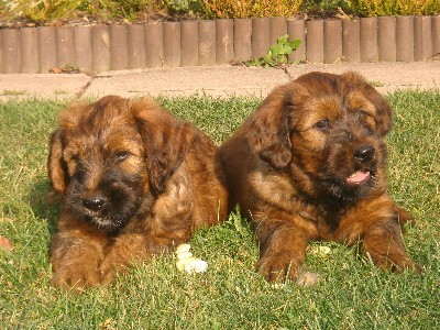 Briard plav�-�t��ata