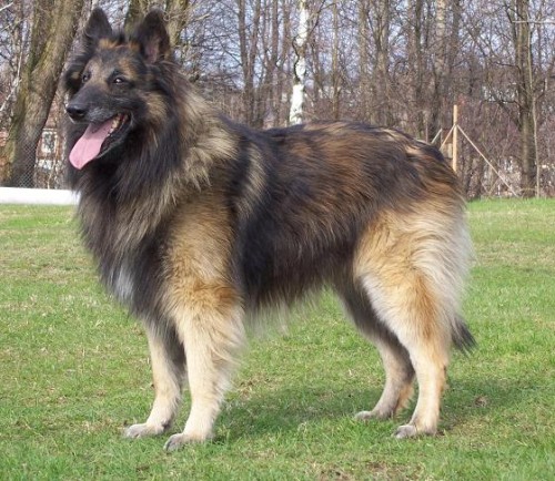 KRYT� BO TERVUEREN