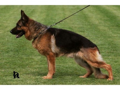 �t�nata N�meck� ov��k s PP,v�b�rov� chov,typ Rex.