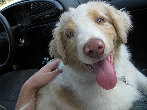 AUSTRALSK� OV��K - �T���TKA S PP