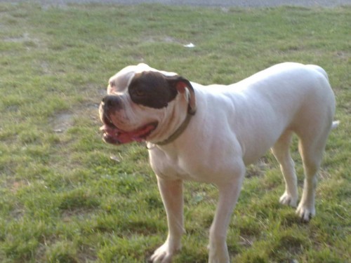 DARUJEM SU�KU AMERICK�HO BULDOGA