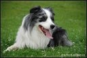 Border kolie - �t��ata
