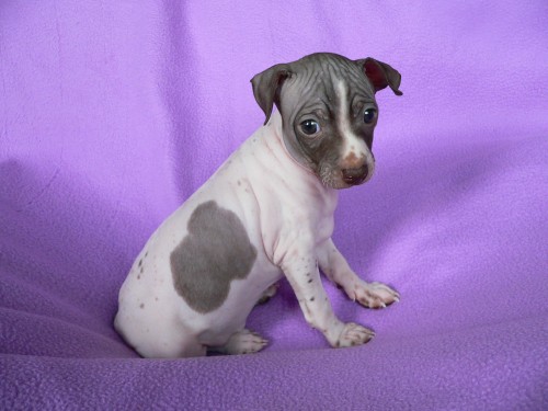 Americk� bezsrst� teri�r