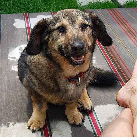 Milou�k� Bob��ek hled� domov