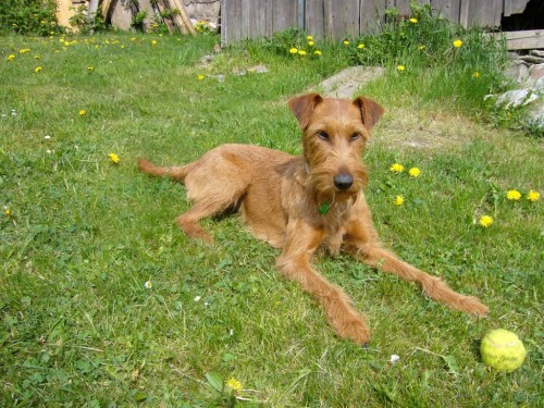 Zad�m �t��ata Irsk�ho teriera