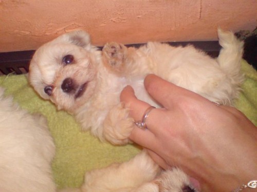 malt�zsk� ps�k