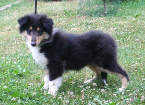 K�lie- �teniatka 