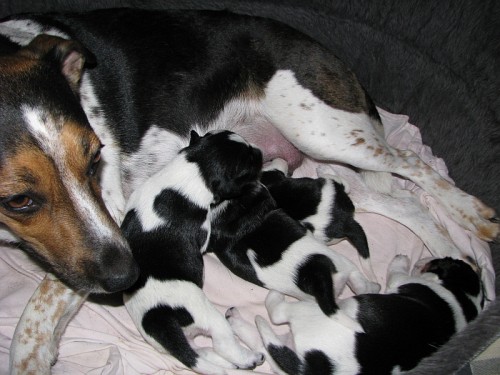 �t��ata �esk�ho strakat�ho psa