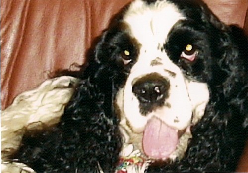 Nab�z�m pejska ke kryt�