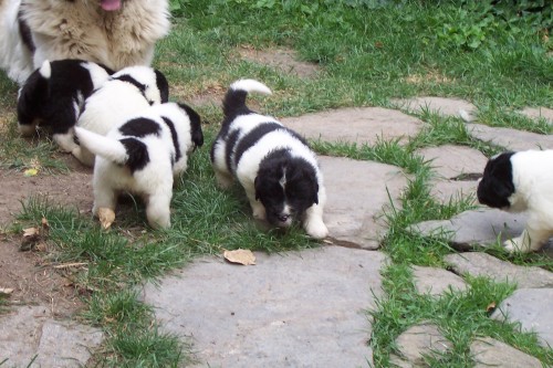 LANDSEER �t��ata