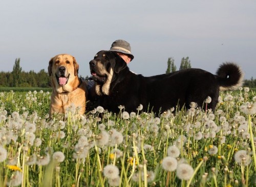 �pan�lsk� mastin s PP