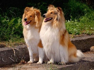 Kolie dlouhosrst� - �t���tka