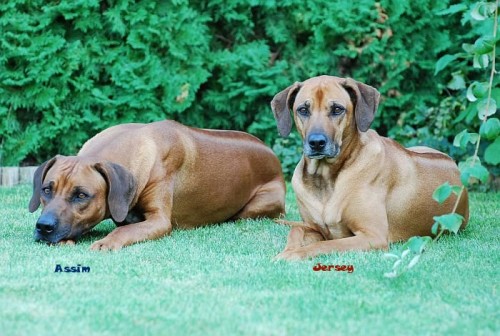 Rhodesian Ridgeback-�t���tka s PP