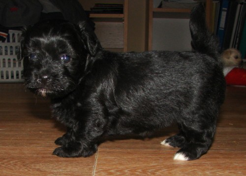 Havansk� ps�k - �t���tka