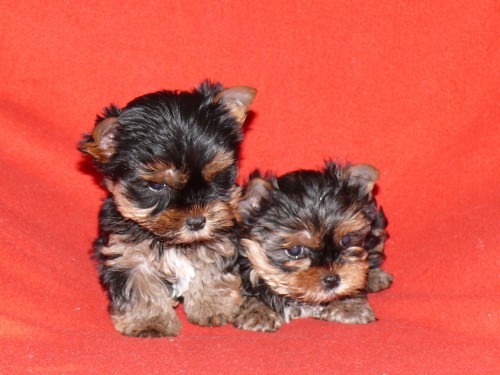 Jork��rsk� terier