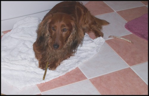 Jezev��k Dlouhosrst�-kryt�