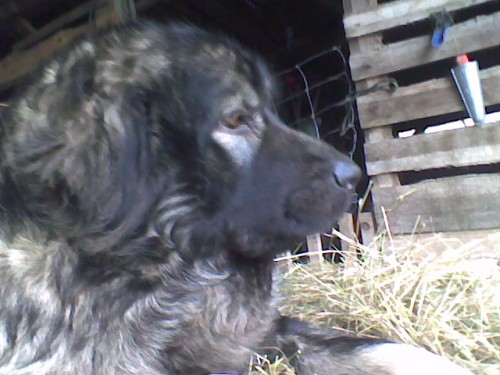 �arplaninsk� pasteveck� pes