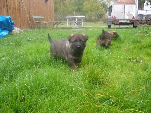 n�meck� ov��k