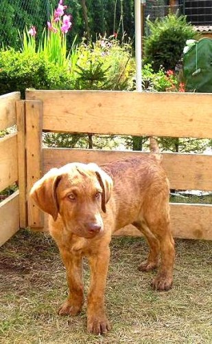 Chesapeake bay retr�vr - �t�n�