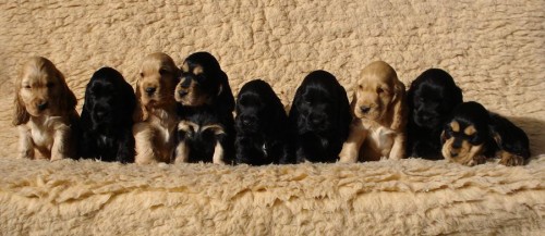 Anglick� kokr�pan�l