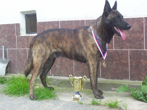 Holandsk� ov��k s PP