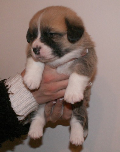 Welsh Corgi Pembroke