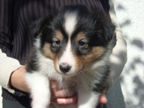 Sheltie-prod�m �t���tka