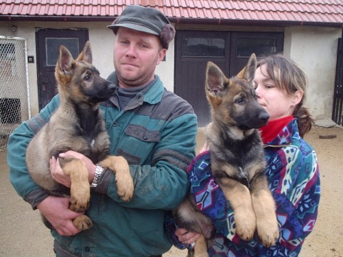 Vlko�ed� �t�nata