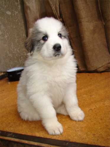 Pyrenejsk� horsk� pes k odb�ru  