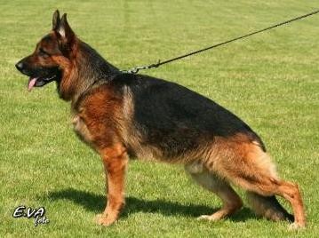 N�meck� ov��k - �t���tka s PP