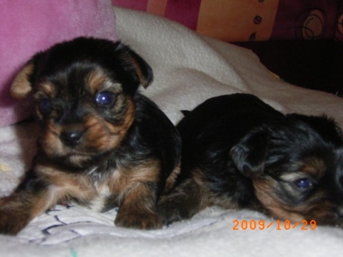 Jork��rsk� teri�r