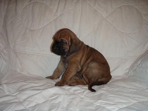 Brazilsk� fila - �t��ata