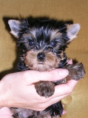 �t��ata jork��ra