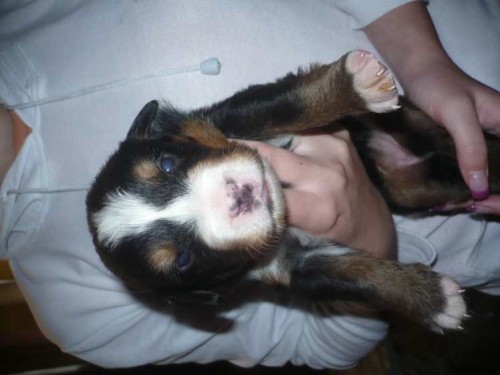 prod�m �t���tka bernsk�ho sala�nick�ho psa