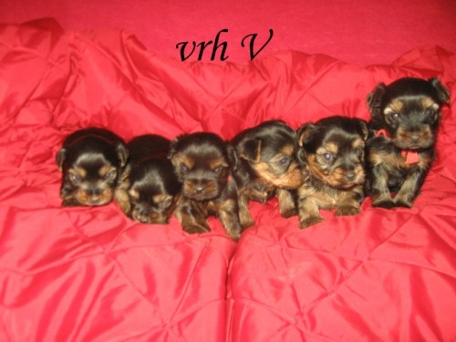 Jork��rsk� teri�r 