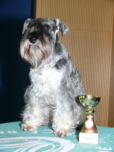 Kn�ra� mal� P+S